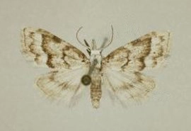 bremvisstaartje, Nola holsatica, museum.jpg